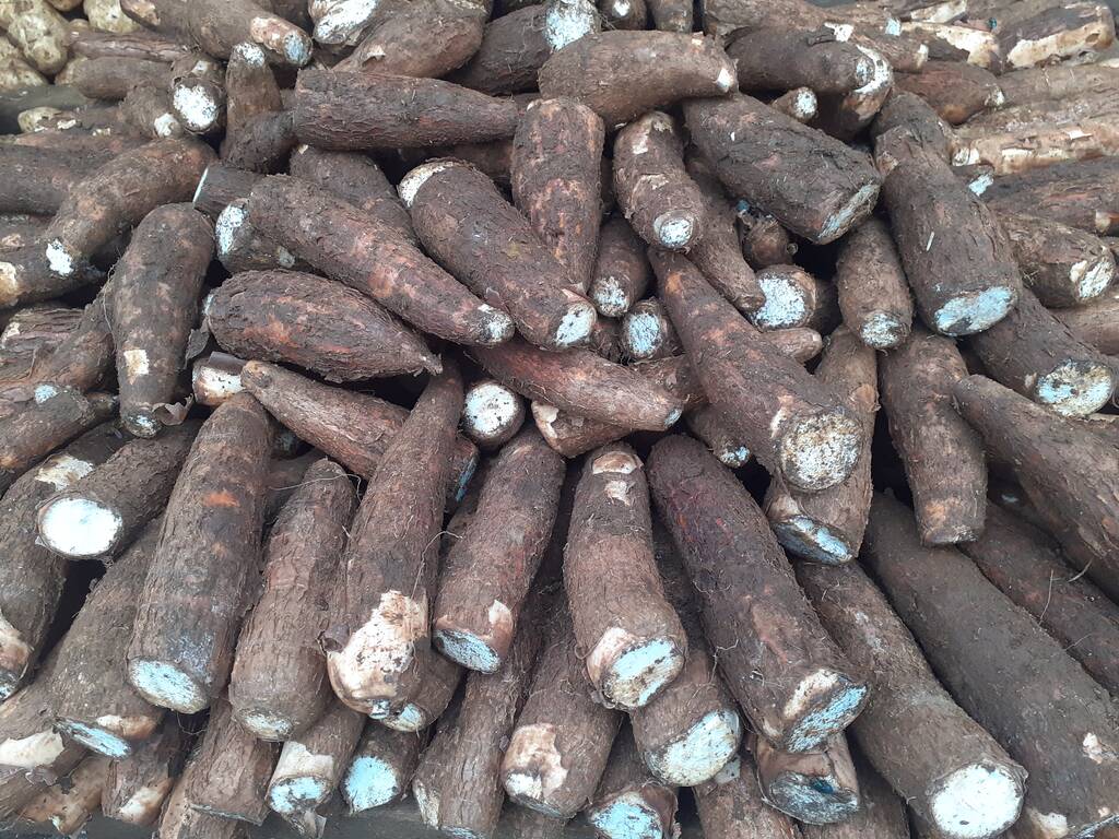 Culture du manioc