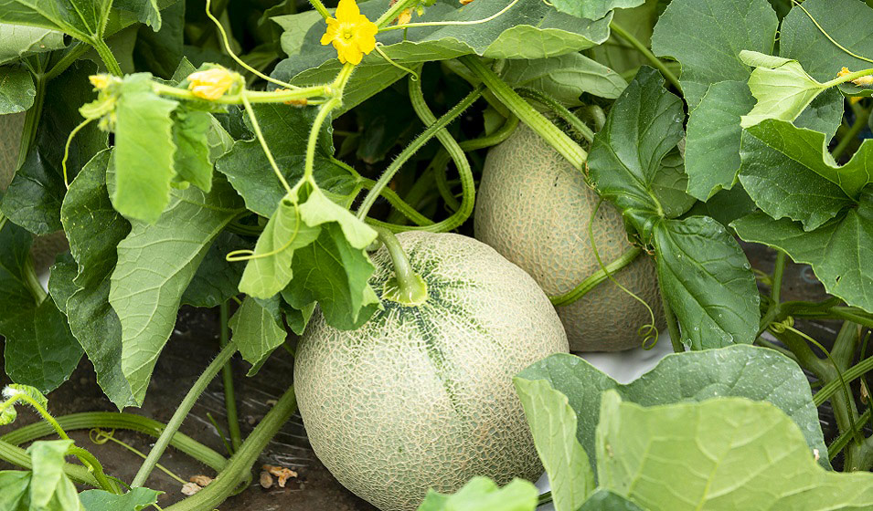 Culture du melon
