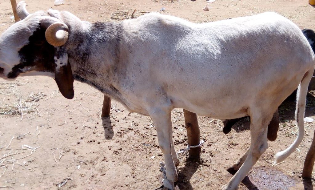 Élevage de moutons