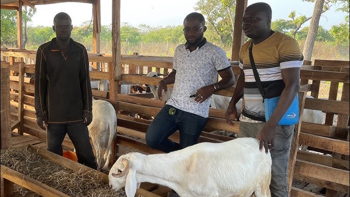 Élevage de moutons de boucherie
