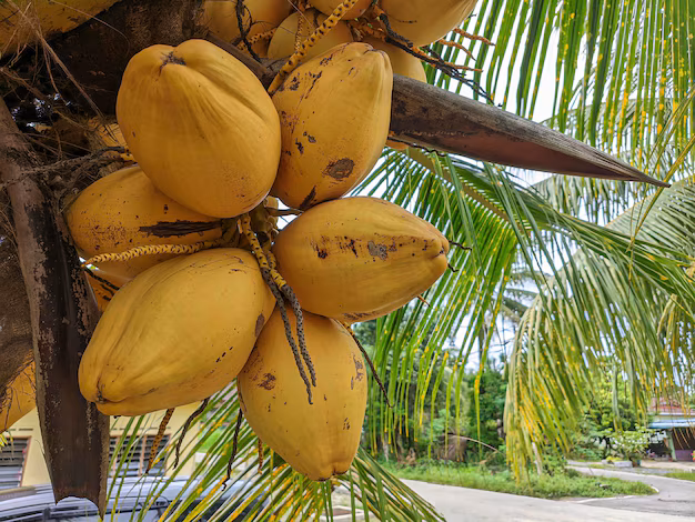 Culture de la noix de coco