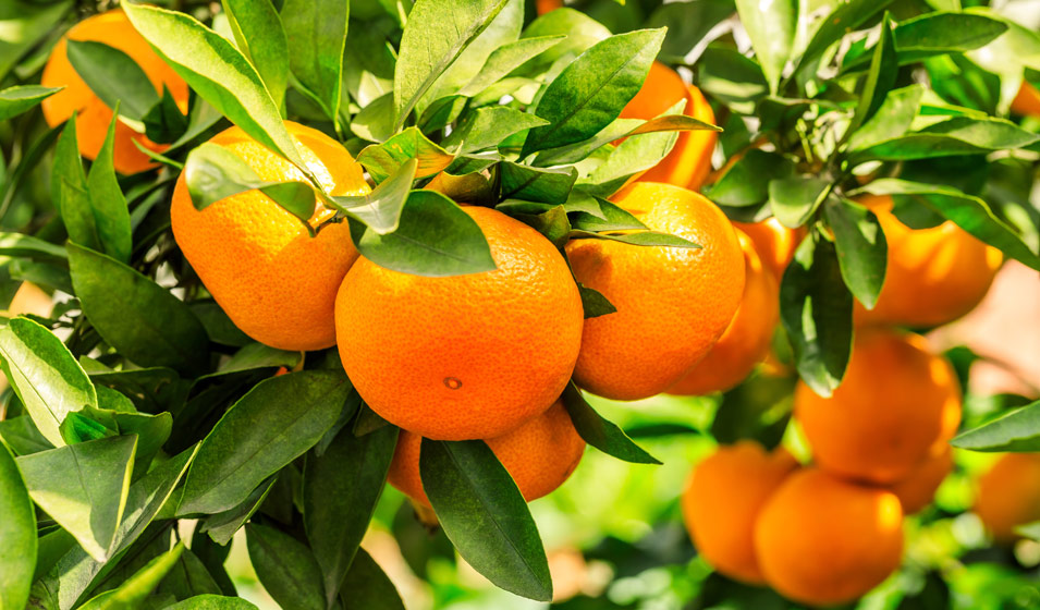 Culture de l'orange