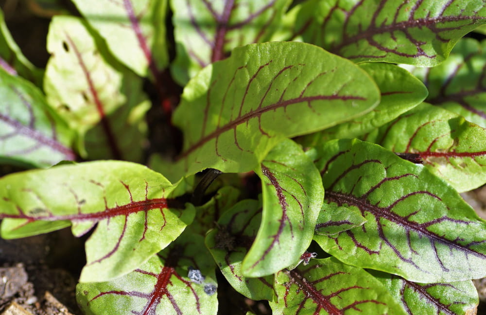 Guide pratique - Culture de l’oseille