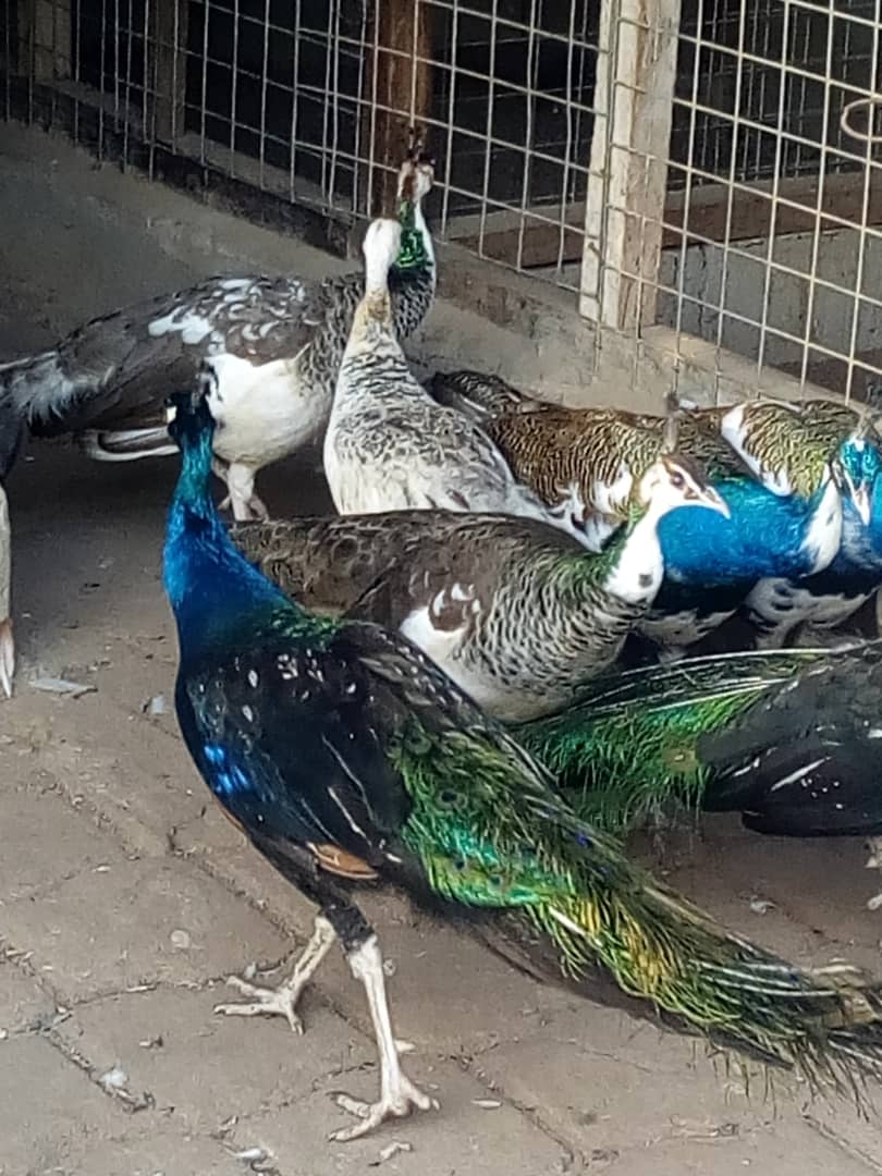 Guide pratique – Élevage de paons