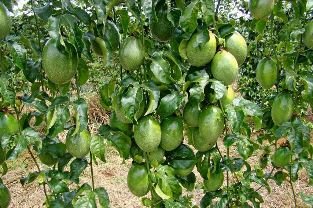 Culture du fruit de la passion
