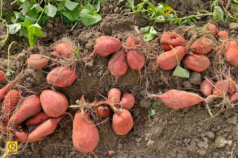 Culture de la patate douce