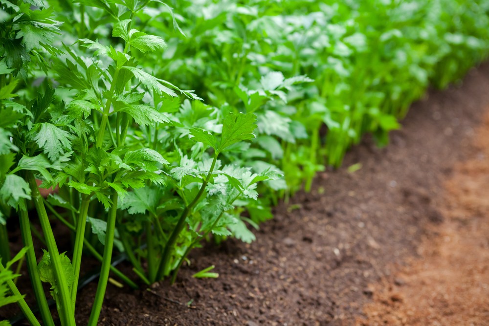Guide pratique - Culture du persil