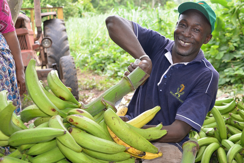 Culture de la banane plantain