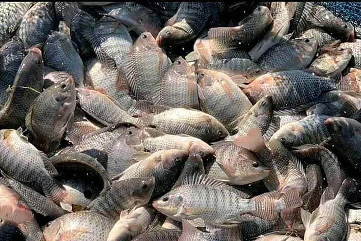 Élevage de poissons