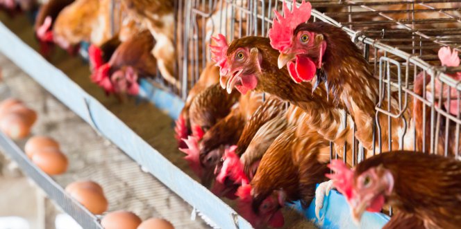 Guide pratique – Élevage de poules pondeuses
