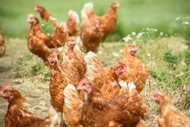 Élevage de poules pondeuses