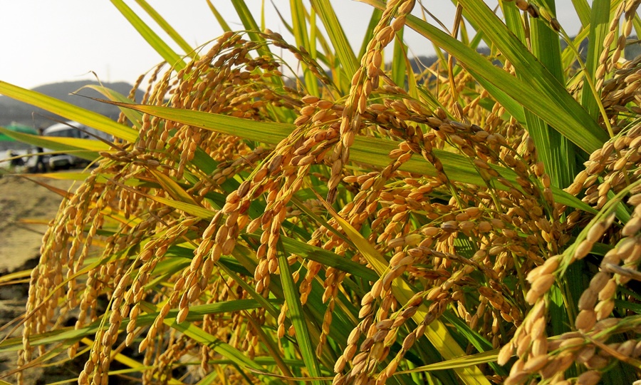Culture du riz