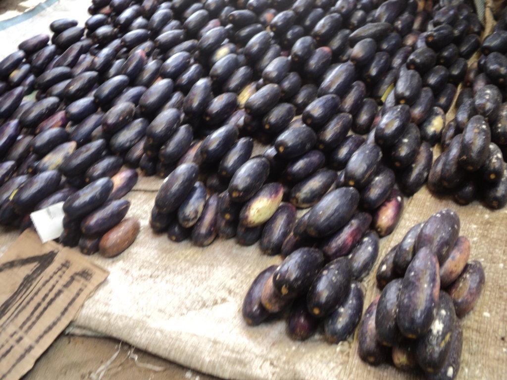 Guide pratique – Culture du safou (prune africaine) 🌿