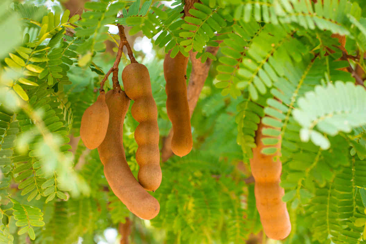 Culture du tamarin