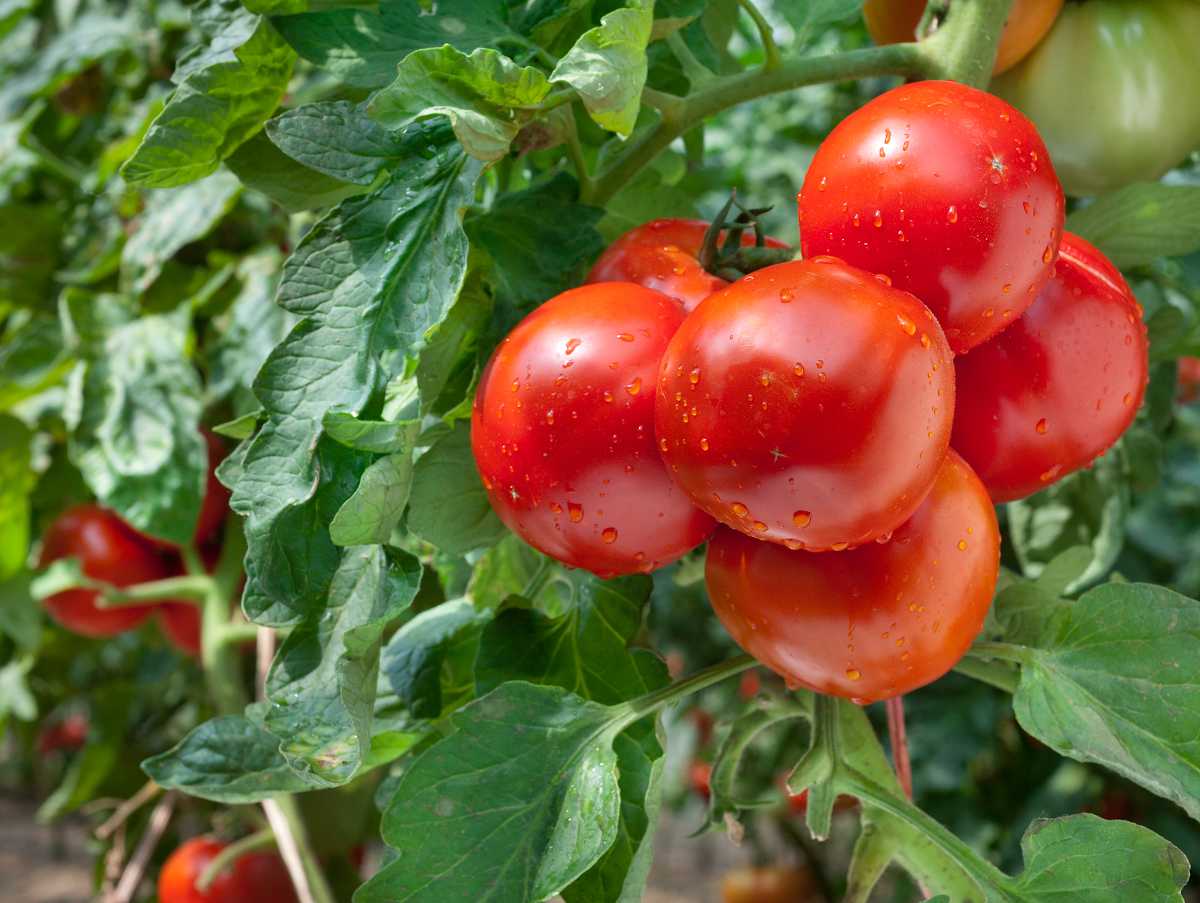 Culture de la tomate