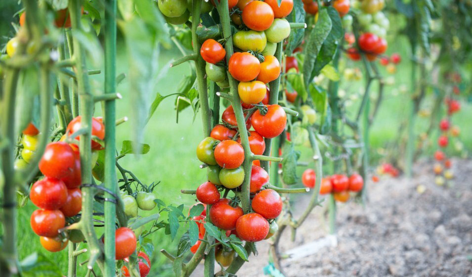 Culture de la tomate cerise