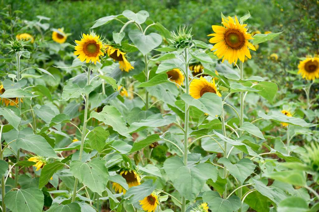 Guide pratique - Culture du tournesol